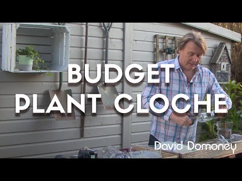 How to make a homemade plant cloche: Gardening Tip