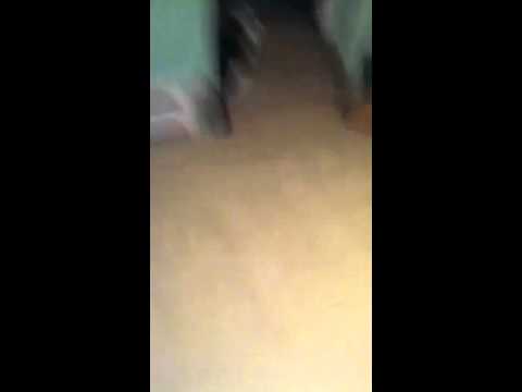 The Cat Mysteries🐱 - Episode 1