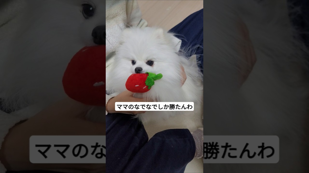 超絶かまちょイッヌ #ポメラニアン #子犬 #わんちゃん #あかちゃん #犬のいる暮らし #ポメラニアンのいる暮らし #ポメラニアンの日常 #白ポメラニアン #白ポメ #犬好きな人と繋がりたい