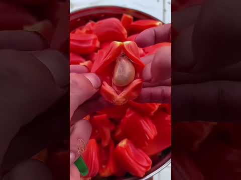 SURAH KAUSAR beautiful Arabic osm fruit video#shorts#islamic#ytshorts