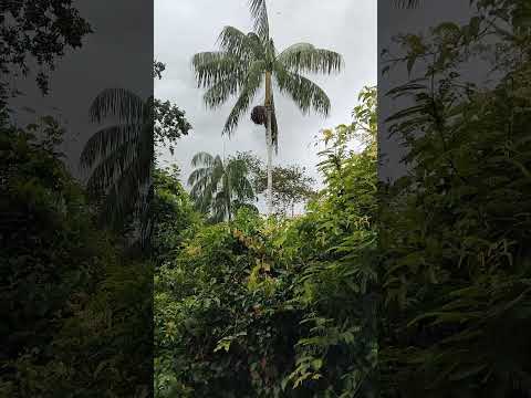 o melhor açaí do Brasil, é o  de Envira Amazonas.