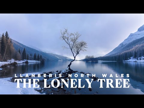 Lonely Tree Snowdonia | Cinematic 4K Drone Flight Over Llanberis Pass Lake | Eryri Wales