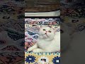 Picnic My Cat In Shandong Jinan China| My Cat 😀A Sunny Day| #food #cats #lifestyle #youtubeshorts