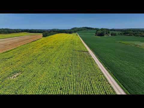Daniel Thorn Sunflower Farm in Clyde