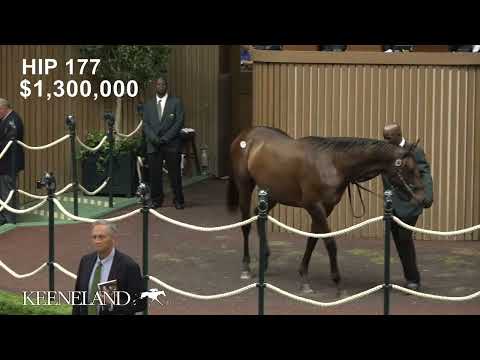 Hip 177, Gun Runner - Thoughtfully sells for $3.3 million at 2025 Keeneland September
