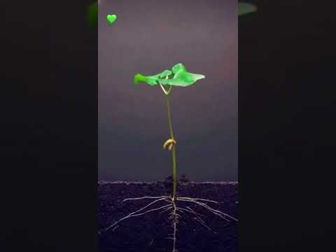 Pinto Beans 🫘 how to grow 🌱From seed. To plant  #shortvideo #positivevibes 🫘🪴