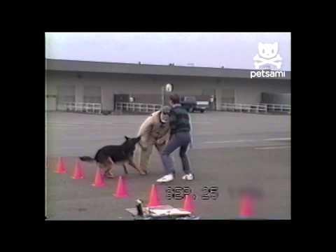 Funny dog videos - Funny Police Dog Training 
