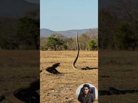 Snake vs Komodo Dragon The Moment Everything Changes