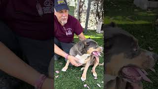 Video preview image #1 Rottweiler-Unknown Mix Puppy For Sale in Pasadena, CA, USA