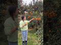 Beautiful Natural Orange And Cutting So Fresh With Rural Life Fruit Enjoy