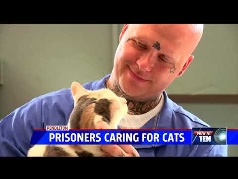 Inmates caring for cats in rehab program at Pendleton prison