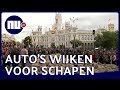 Honderden schapen lopen door centrum Madrid | NU nl