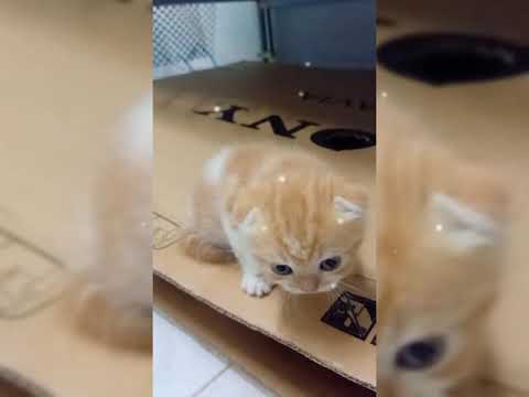 Cat slave #ทาสแมว #แมวน้อยยย #ลูกแมวน่ารัก