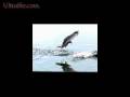 Gull V Duck In UltraSlo