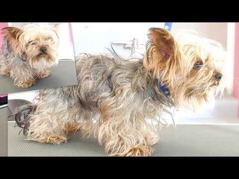 download lagu mp3 mp4 Golden Yorkie, download lagu Golden Yorkie gratis, unduh video klip Golden Yorkie