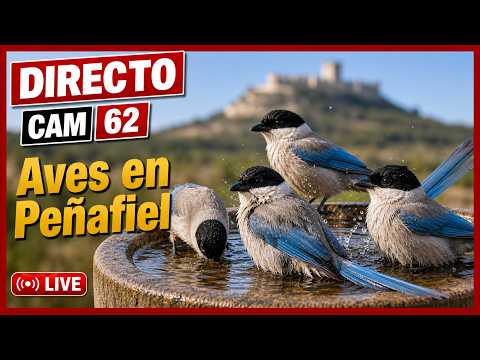 Vista en directo de la webcam Comedero de Aves del Viñedo de Peñafiel
