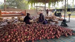 Имсол барои анорзорзҳои туркмантаборони Дӯстӣ соли серҳосил шудааст