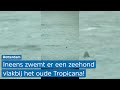 Bijzonder! Zeehond komt een visje halen en ZWEMT in het centrum van Rotterdam