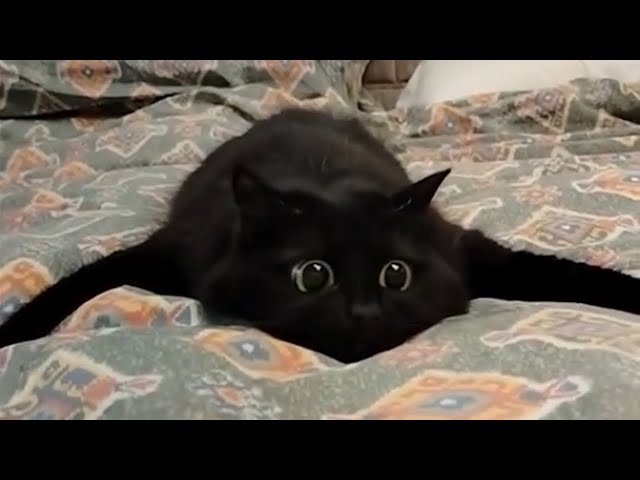 CATS: Crazy Antics and Unstoppable Chaos SDDEFAULT Thumbnail