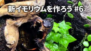新イモリウムを作ろう #6 - イモリ移住