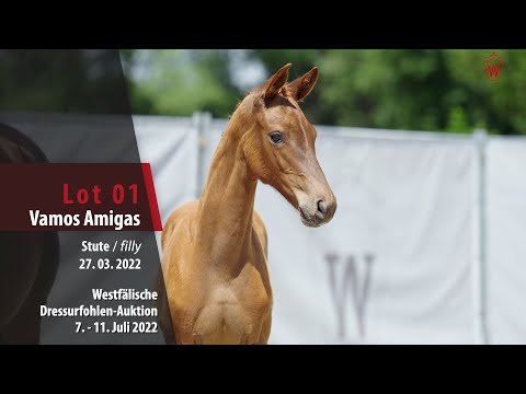 Dressurfohlen-Auktion Lot 01 Vamos Amigas Stute v. Vitalis - Hotline