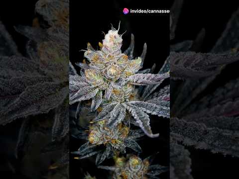Wedding Cake: The Cannabis Strain Everyone's Talking About! #strainreviews #cannabiseducation #420
