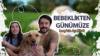 Golden Retriever Lucy nasıl hayata döndü? Vetco Veteriner Kliniği  #vetlife #par
