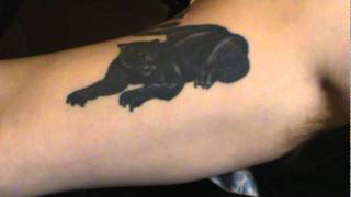 rock star tattoo in washington ind rework.a cat with 3 paws and no wiska,s