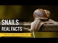 SNAILS AND SLUGS: TOP AMAZING FACTS