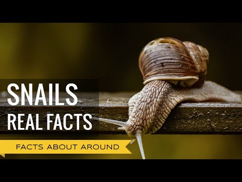 SNAILS AND SLUGS: TOP AMAZING FACTS