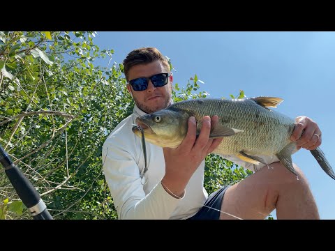 ASPI A SPINNING SUL FIUME TICINO PRIMA DELLA PIENA, ATTACCHI IN DIRETTA - РЫБАЛКА СПИННИНГ НА ЖЕРЕХА