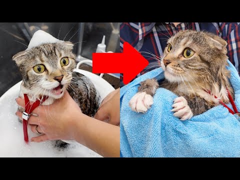 お風呂が大嫌いな猫vsプロのグルーマーさんの結末がコチラ🤣🤣🤣