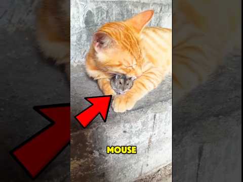 Real Life TOM & JERRY! 🙀🐭