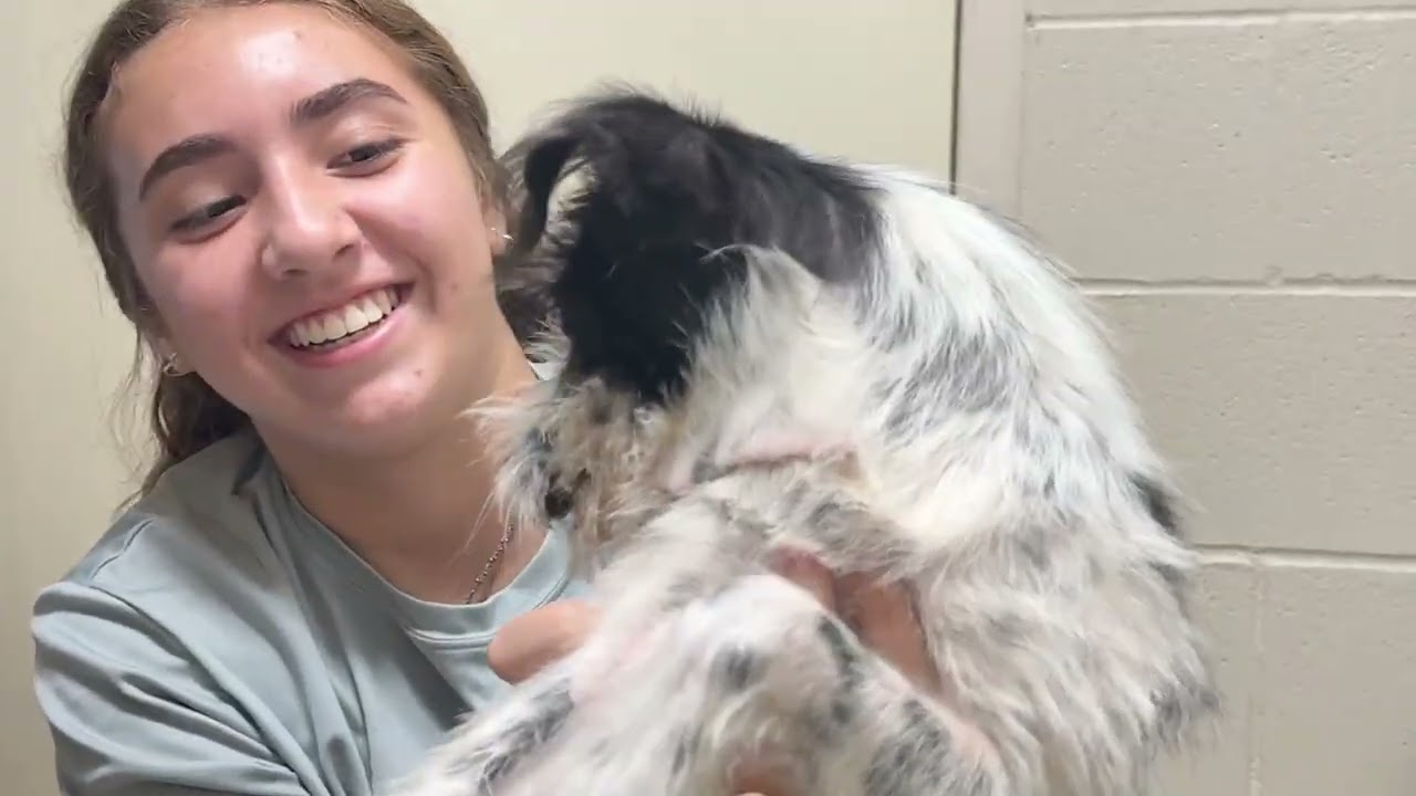 Enlarge Louie, a Adoptable mixed breed in Austin, TX video 2/5