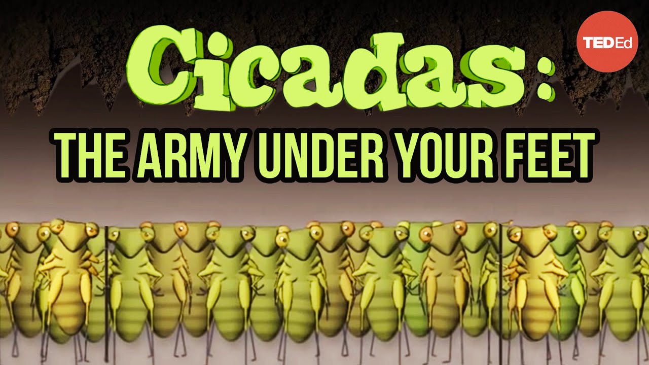 Cicadas: The dormant army beneath your feet - Rose Eveleth - YouTube