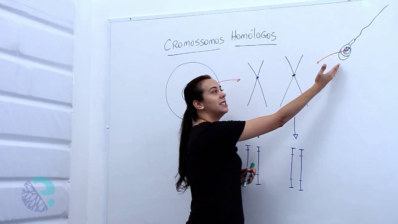 Cromossomos homólogos e genes alelos