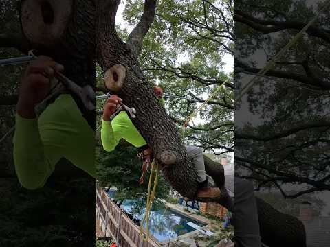 Preventing a Tree Split with Expert Cabling! #treework #treecare #arboriculture #arborist #treecable