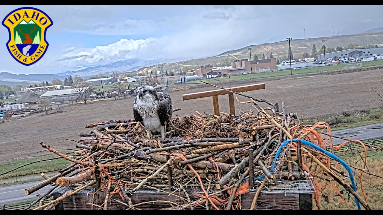 Live webcam view of Salmon River Osprey Nest