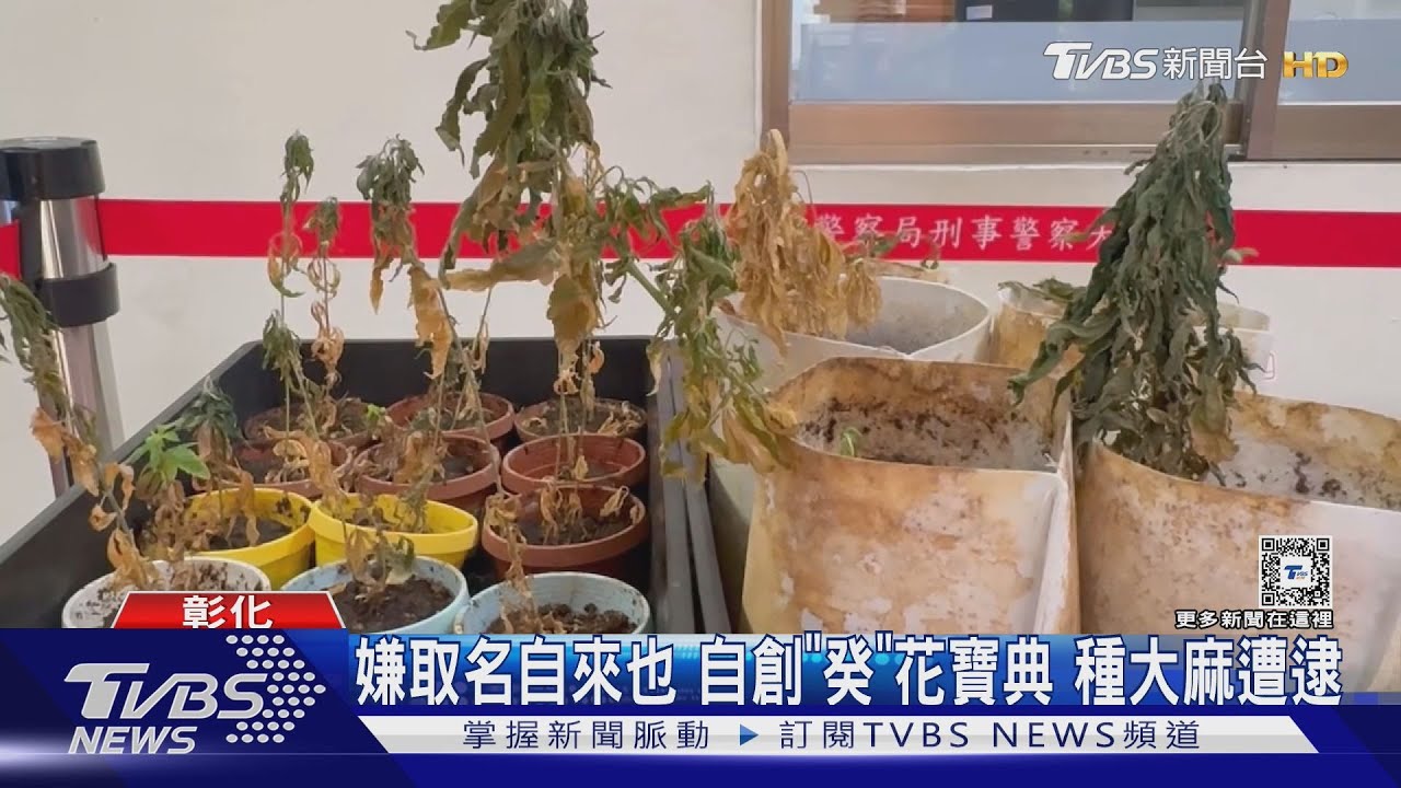 嫌取名自來也!自創「癸」花寶典 種大麻遭逮