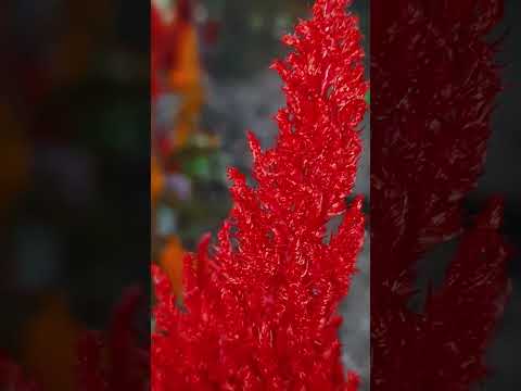 #love #shortvideo #Saleha's Creation