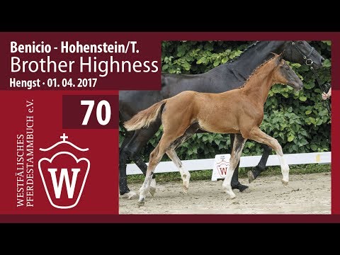70  Brother Highness  Hengst v. Benicio - Hohenstein