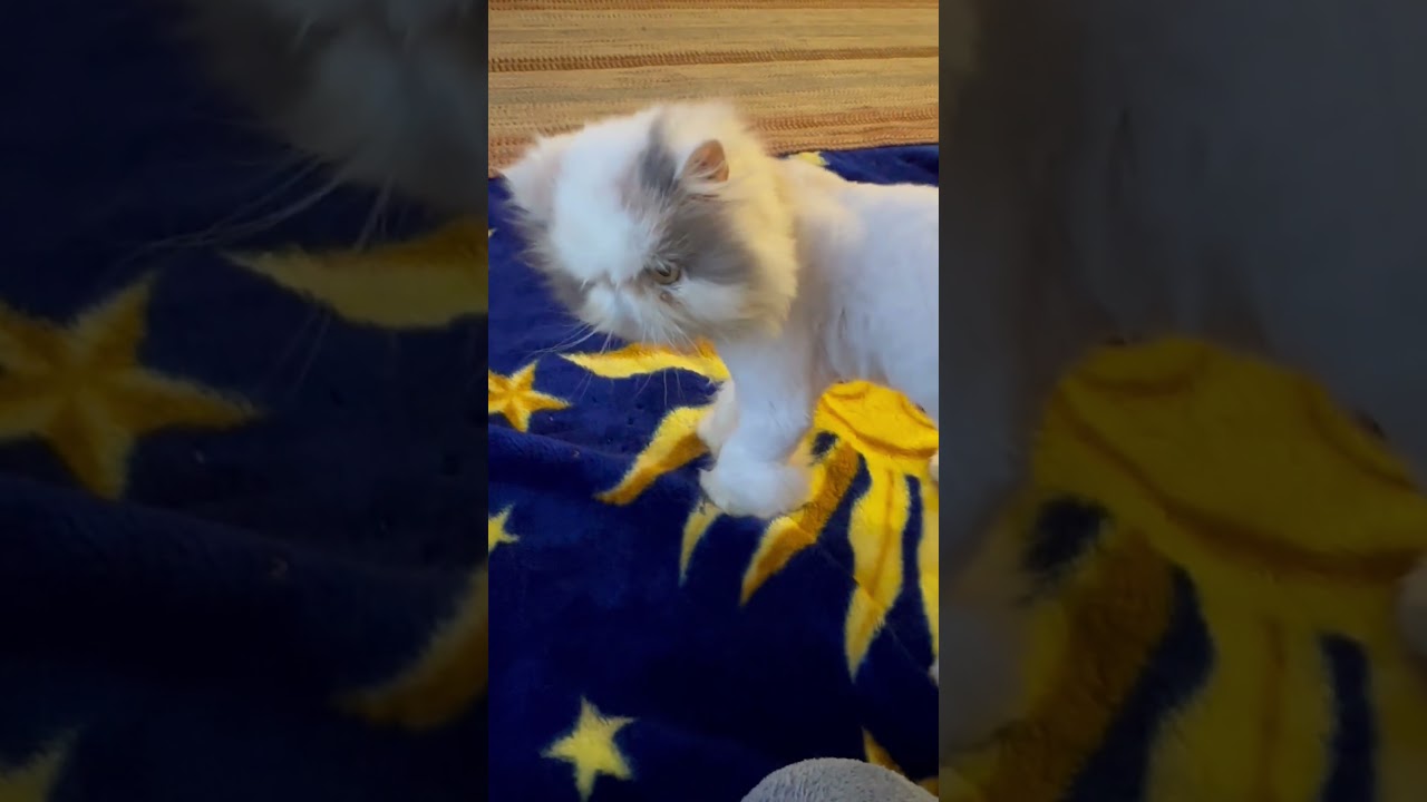 Enlarge Jewel, a ADOPTABLE Persian in Hamilton, ON video 3/5