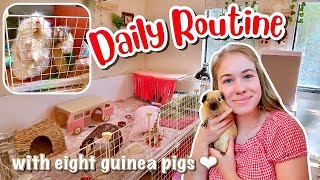 DAILY ROUTINE WITH 8 GUINEA PIGS! ☀🌙 // VLOG