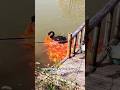 Even black swans have their own pets#shorts #animals #swan #cute  #friendship
