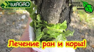 ЗАМАЗКА ДЛЯ ДЕРЕВЬЕВ: больше вреда или пользы? Чем замазывать раны на деревь?