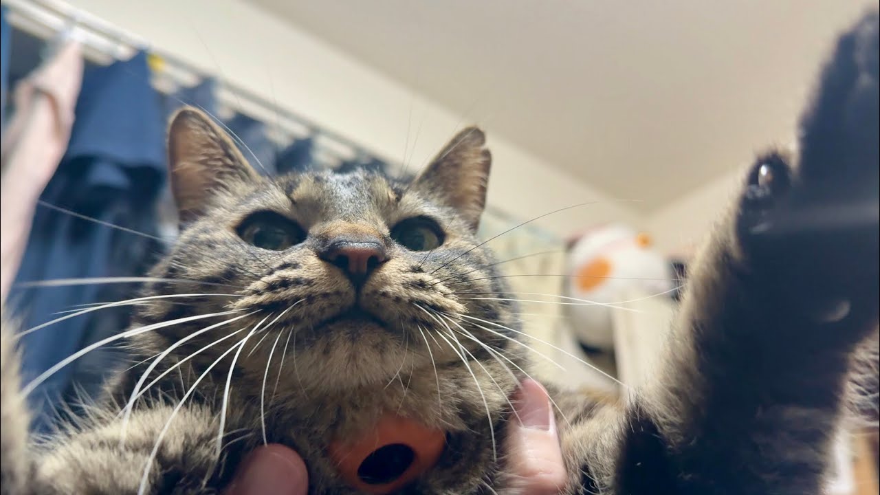 抱っこされるのが、もうホントに嫌いです