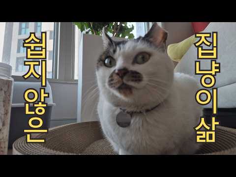 쉽지 않은 고씨의 집냥이 적응기