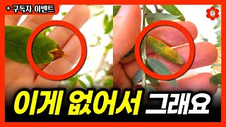 내가 키우는 식물이 죽지않고 평생가는 단 '한가지' 방법ㅣ우리집 식물 왜이래? 오늘도 당신의 식물이 아픈 이…