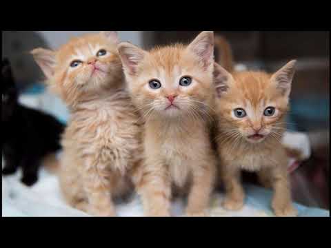 Semantics Part 1 Intro and Semantic Features