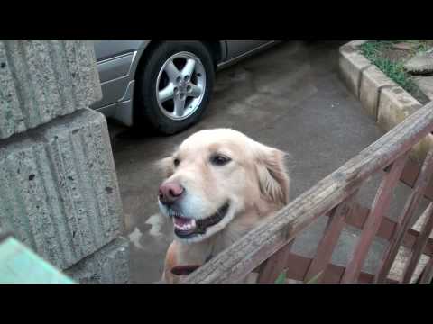 【動画】会いに行けるアイドル！近所の犬たちがかわいい！のサムネイル画像